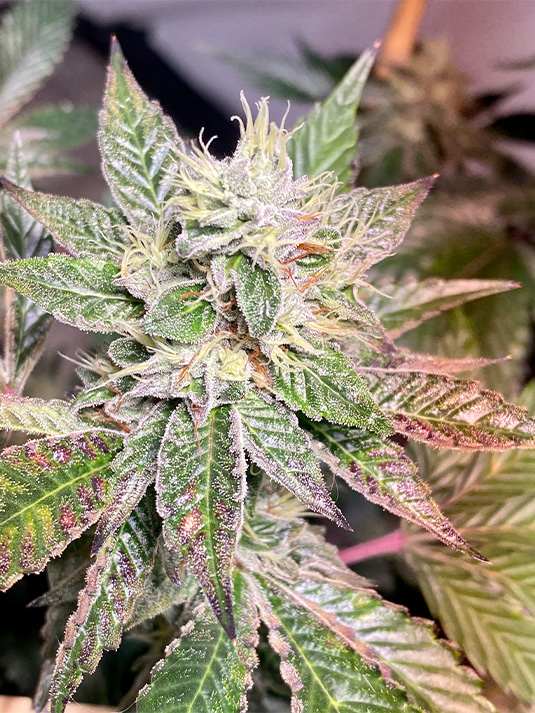 close up of cannabis bud