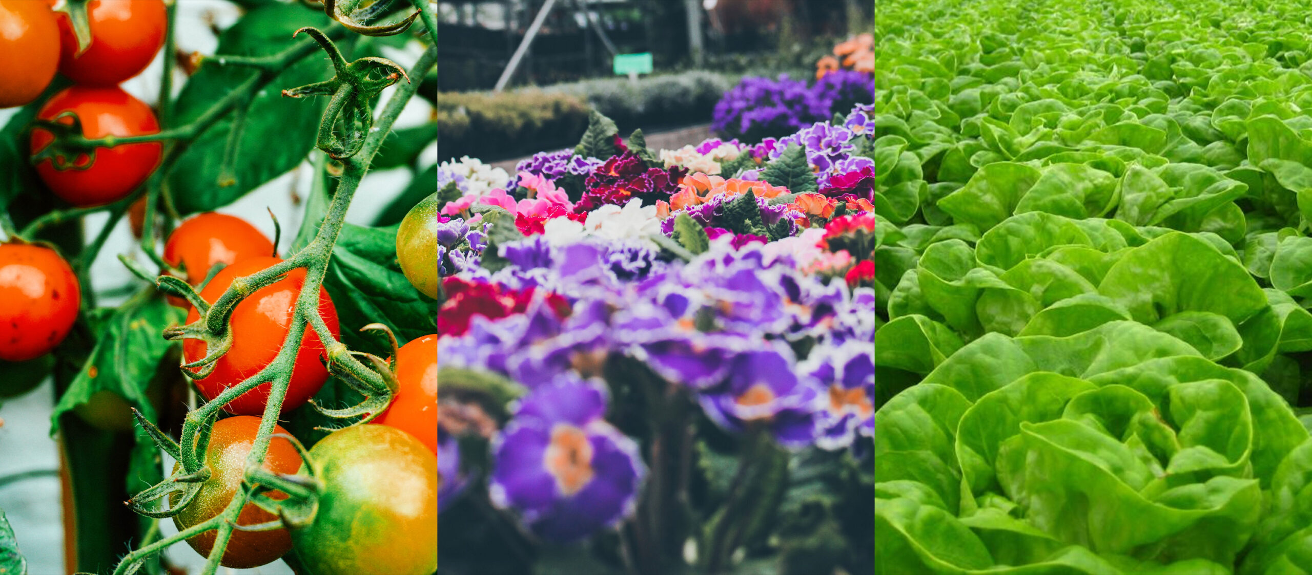 image of tomatoes, colorful flowers, and lettuce