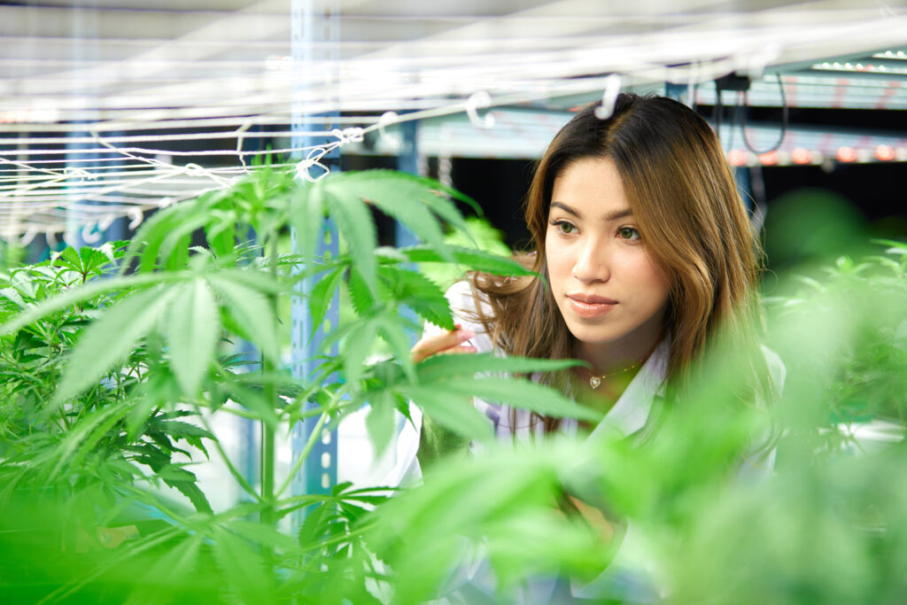 woman looking at growing cannabis plants