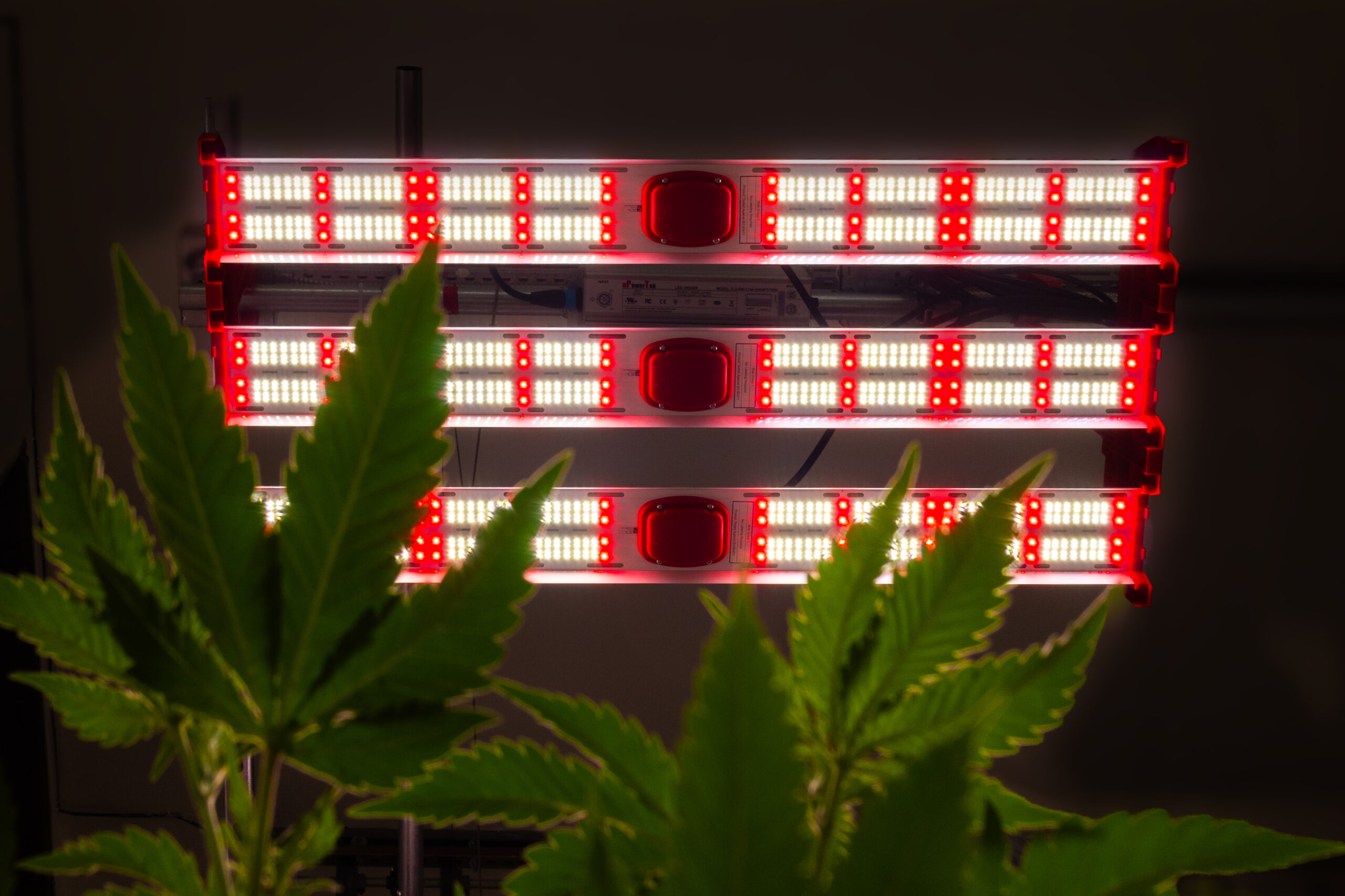 Close-up of the JumpLights Prism ETS on cannabis