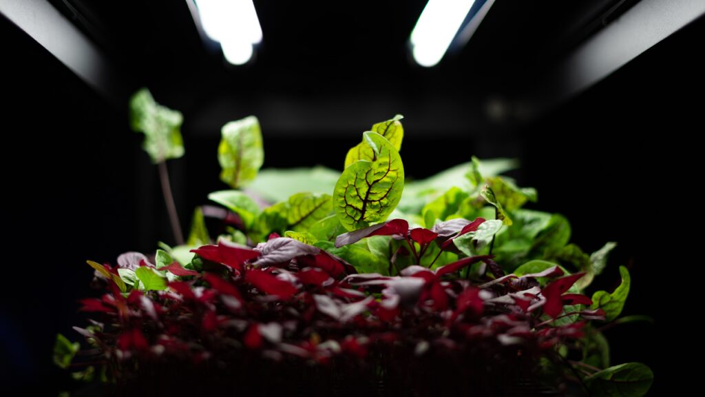 lettuce under grow lights