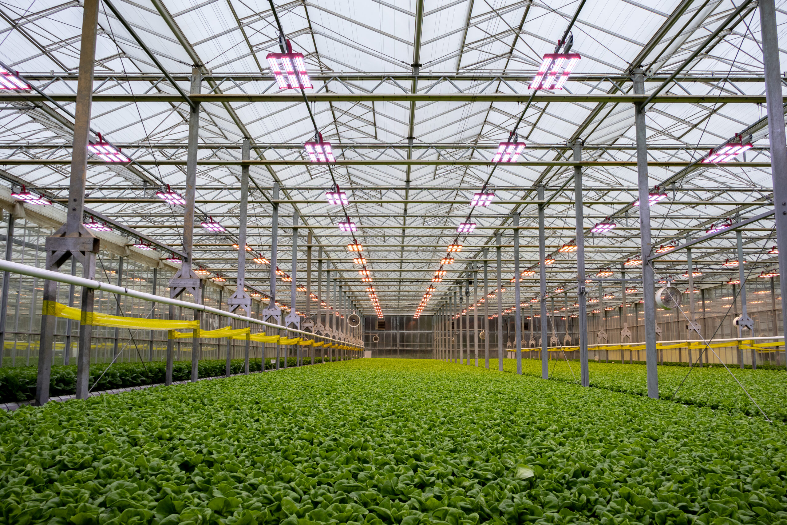 Prism ETS grow lights in a lettuce greenhouse