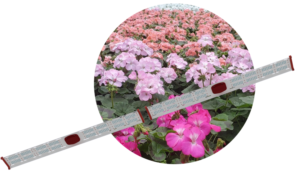 Prism ETS — Greenhouse with flowers in background