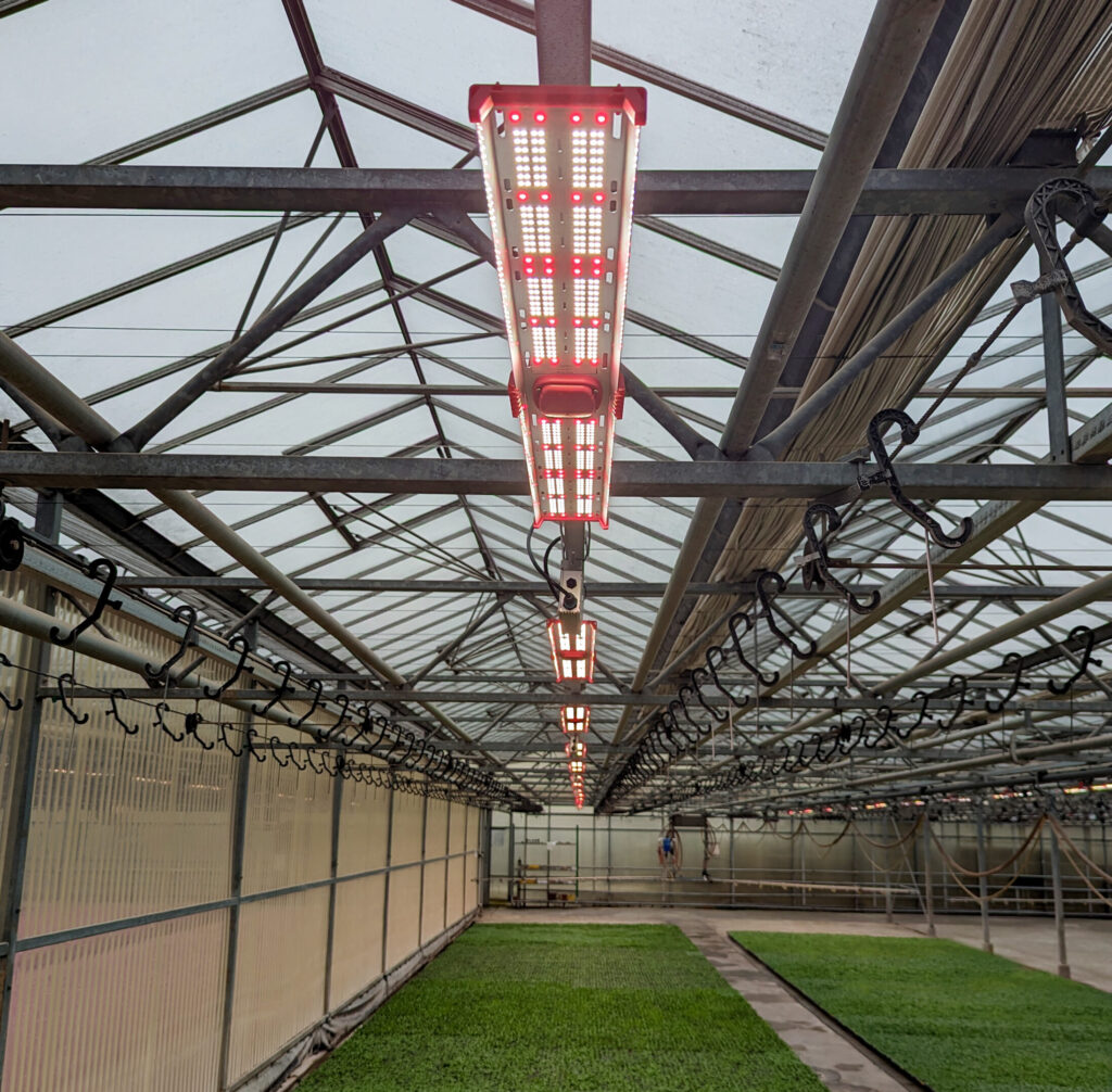 prism lights suspended above growing grounds