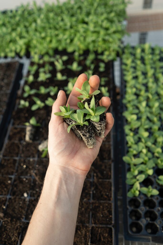 hand holding plants at a growhouse