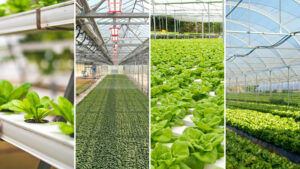collection of leafy greens being grown under grow lights in a controlled environment