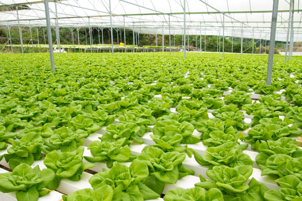 leafy greens growing in a Controlled Environment Agriculture environment