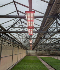 prism ets lights installed in a large greenhouse using proper lighting wavelength on leafy greens