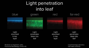 light-penetration-into-leaf-graphic