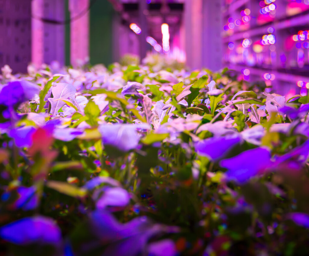 plants under indoor grow lights that utilize far-red photons