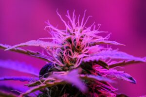 cannabis plant under growlights utilizing red and far-red light