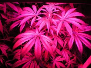 cannabis plant under growlights utilizing red and far-red light
