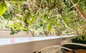 jumplights catalyst under canopy light installed in an indoor cannabis grow