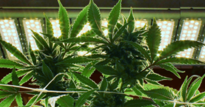 cannabis plants being grown under the bright lights of intra-canopy lighting solutions