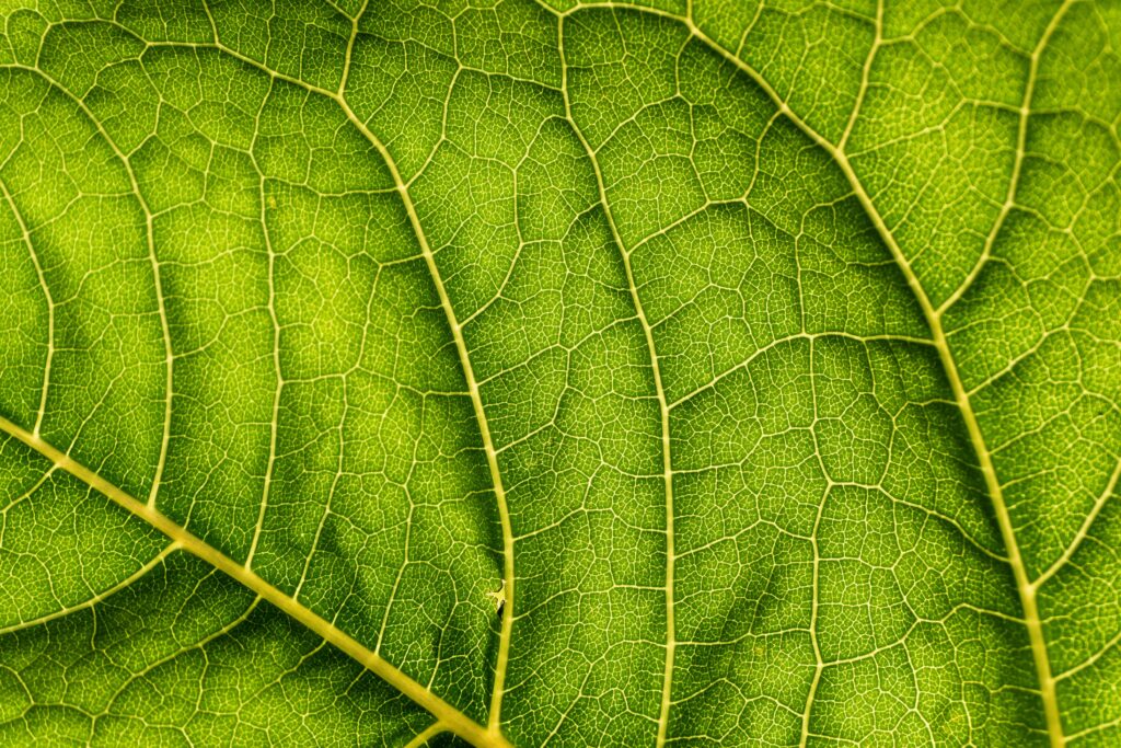 close-up of leaf to study translocation
