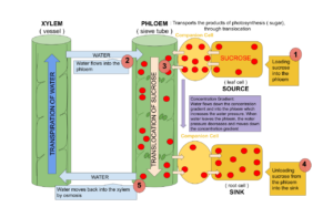 diagram of translocation in a plant cell 