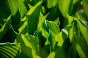 close up of green plants growing undergoing light photosaturation