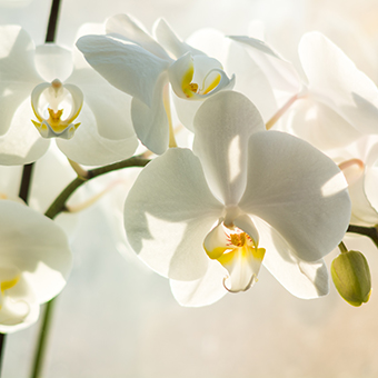 white orchid flower