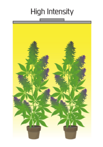 graphic depicting two cannabis plants under high light intensity