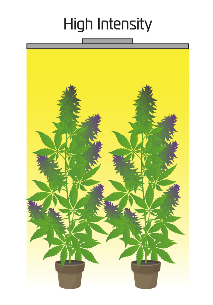 graphic depicting two cannabis plants under high light intensity