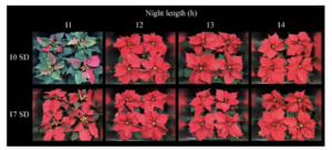 graphic depicting poinsettias night length