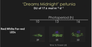 graphic showing petunia flowers under long days (short nights)