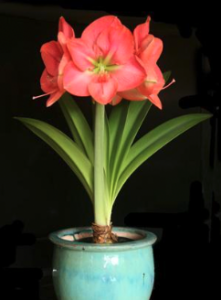 pink Amaryllis flower in a turquoise pot against a black background