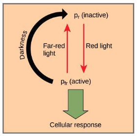 graphic depicting that Phytochrome exists in two interchangeable forms