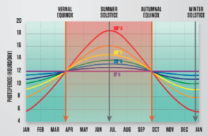 graph showing that a Natural photoperiod depends on latitude and time of year