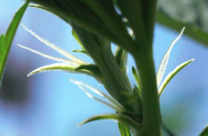 closeup of solitary flowers of female cannabis plants