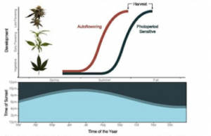 graph Comparison of flower development of an autoflowering and photoperiodic cannabis cultivar over time