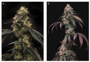 two parental lines of cannabis used in a recent phenohunting project