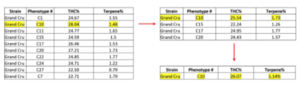 analytical data from a cannabis testing lab on three different harvest cycles during the selection process