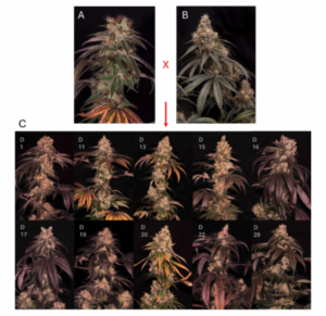 a cross between the parental lines of White Widow and Bio Jesus. Both of these particular strains are known to test high in total THC percentage (>25%) and also yield well (+50 g/sqft)