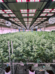 lyfted cannabis plants being grown indoors