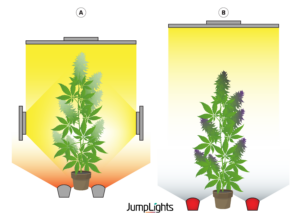 graphic depicting photobleaching on a cannabis plant