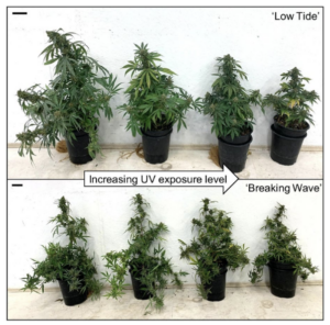 cannabis plants being exposed to increased UV exposure