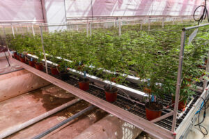 freshly watered cannabis plants located at Travis Greenhouse