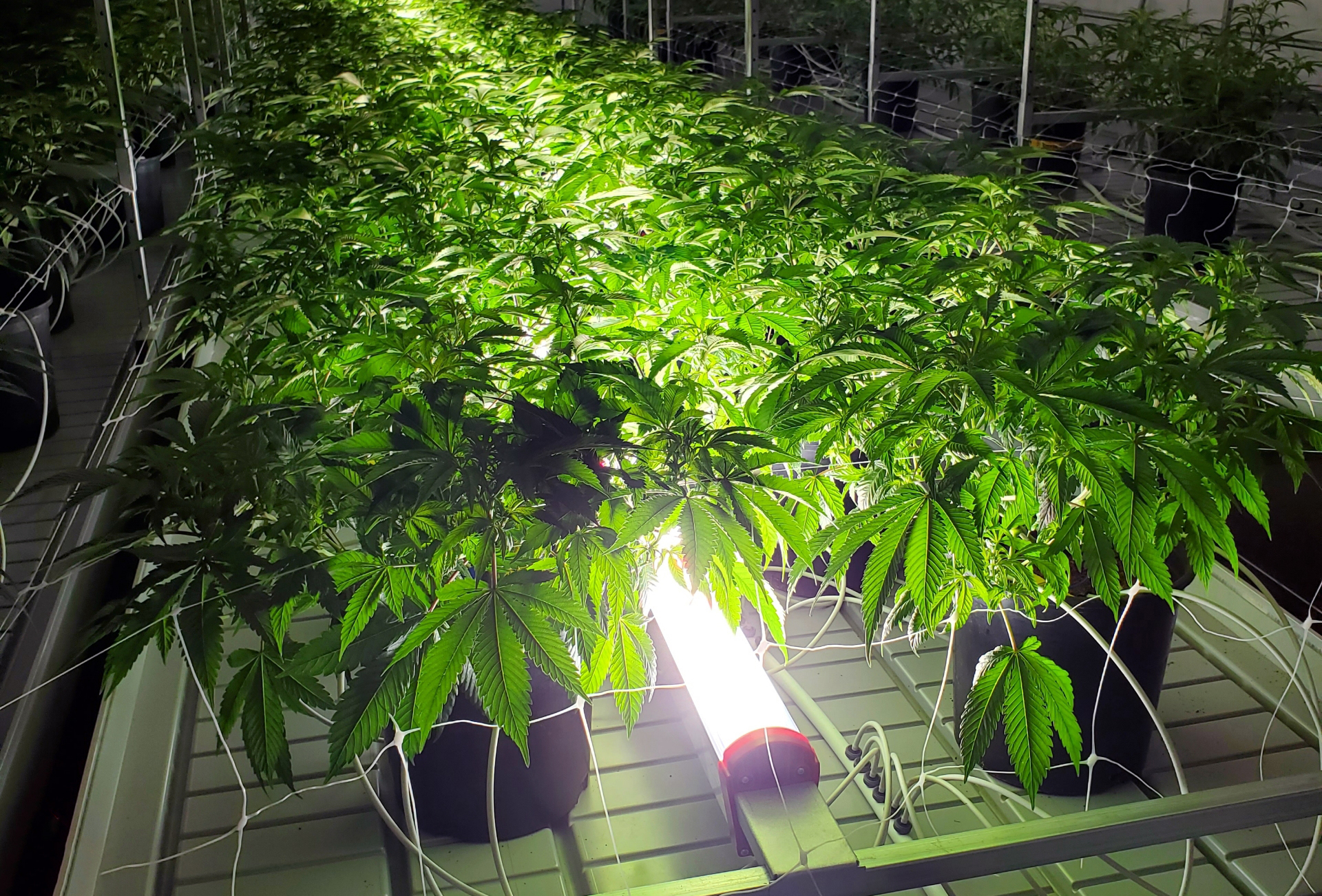 Catalyst under canopy light being used on cannabis