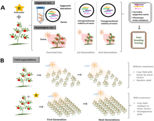 graphic showcasing an overview of epigenetic-driven breeding strategy and expected outcomes