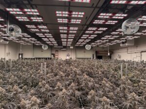 high light being used on indoor cannabis