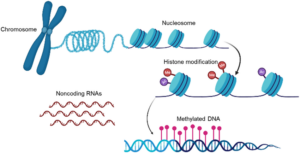 graphic depicting the three primary mechanisms of epigenetic regulation