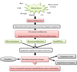 graphic depicting environmental stress 