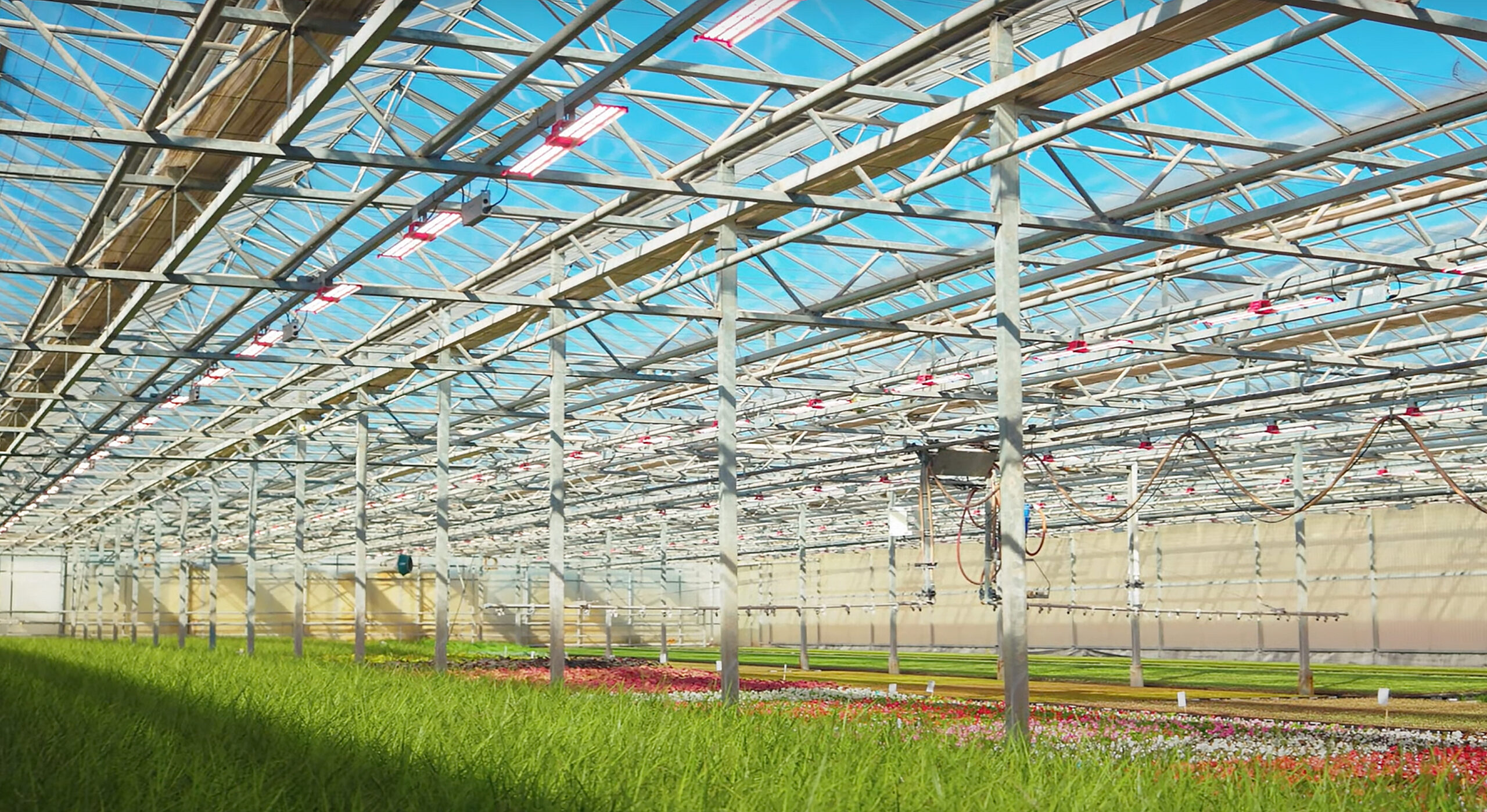 JumpLights grow lights installed in an ornamental plant greenhouse