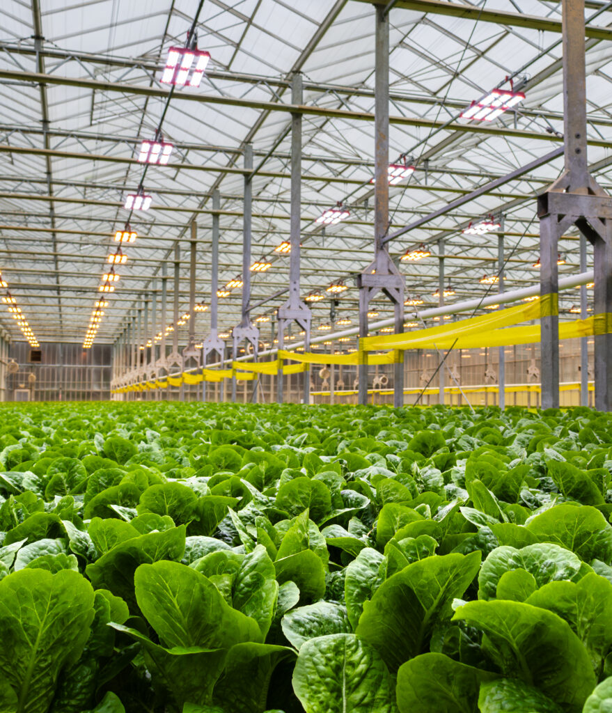 District Farms lettuce plants in a greenhouse