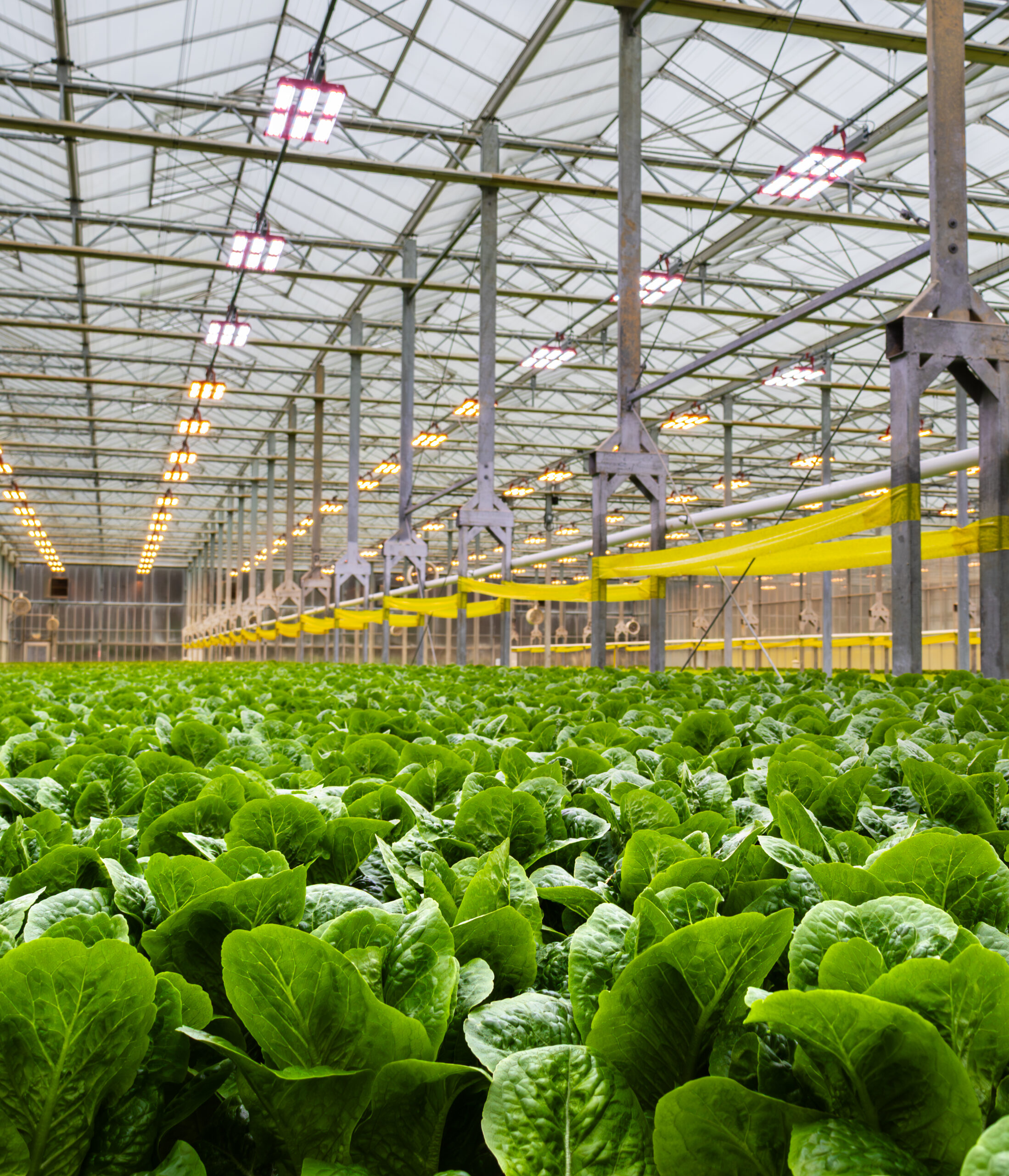 Phasic Lettuce Spectrum