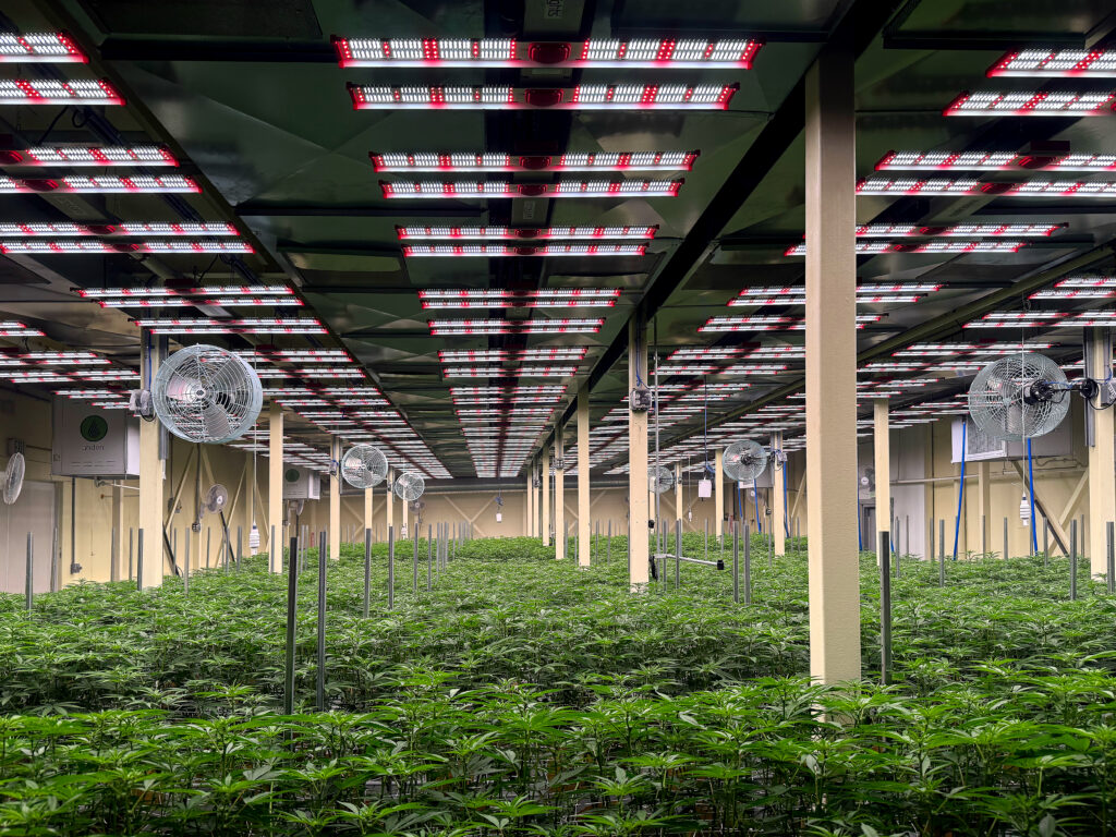 JumpLights Budkicker installed on the ceiling of a cannabis greenhouse