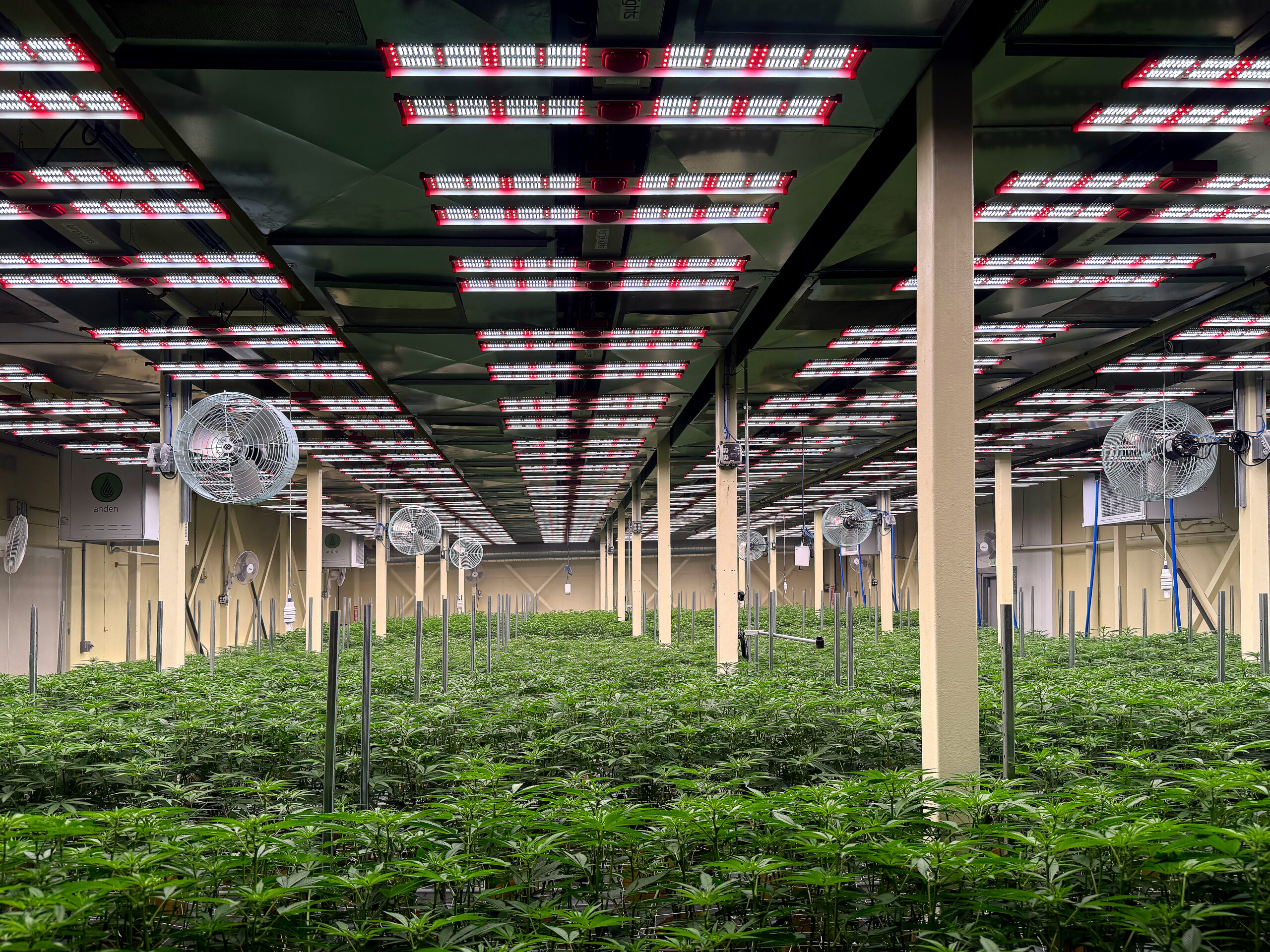 JumpLights Budkicker installed on the ceiling of a cannabis greenhouse