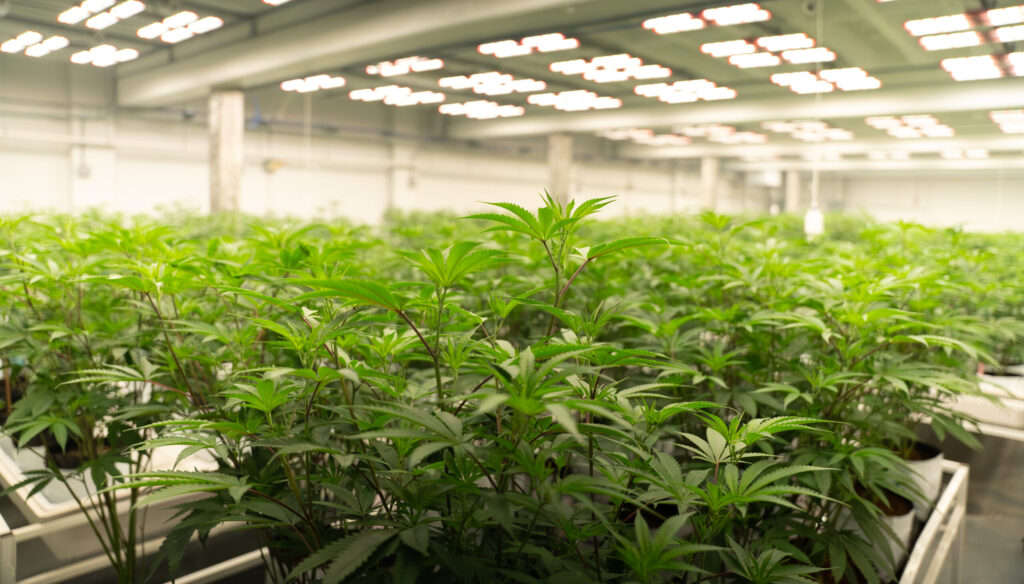 Close-up of cannabis plants in a cannabis greenhouse