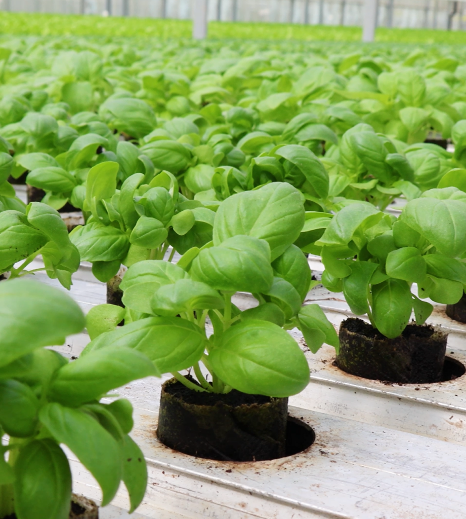 Close-up of leafy green plants